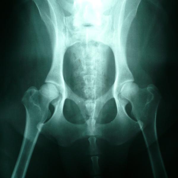 Por qué a mi gato le fallan las patas traseras - conoce las causas - Displasia de cadera, principal causa del fallo en las patas traseras de los gatos