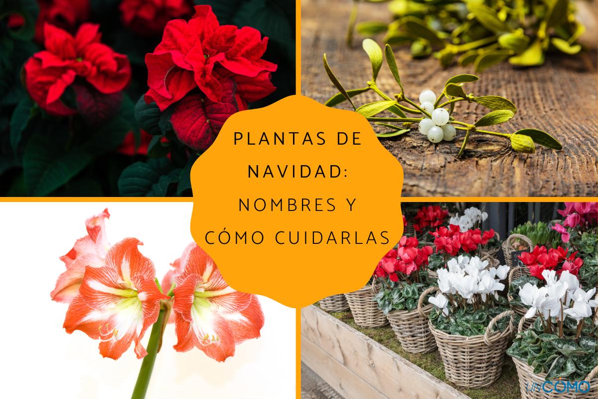 Plantas de Navidad: nombres y cómo cuidarlas