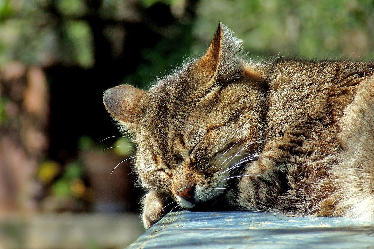 Los 7 Quiebres Del Gato Envenenado Que Es Cómo tratar a un gato envenenado