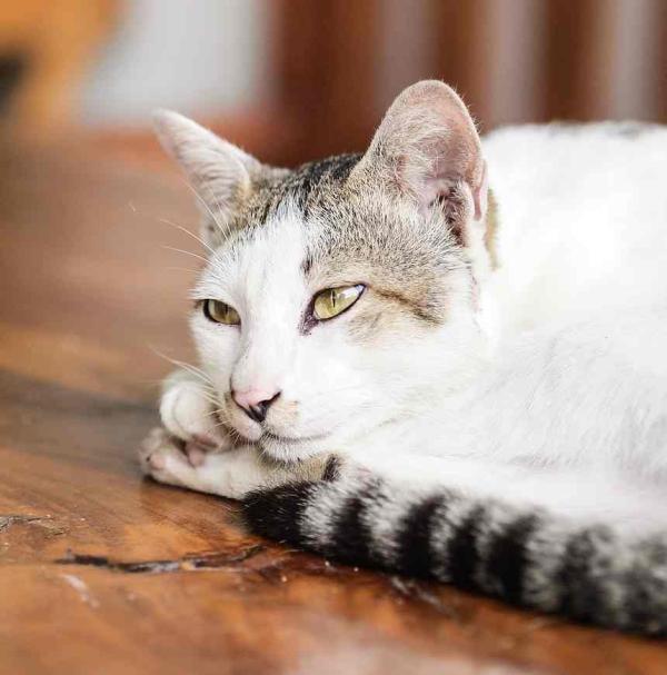 Los 7 Quiebres Del Gato Envenenado Que Es Cómo tratar a un gato envenenado