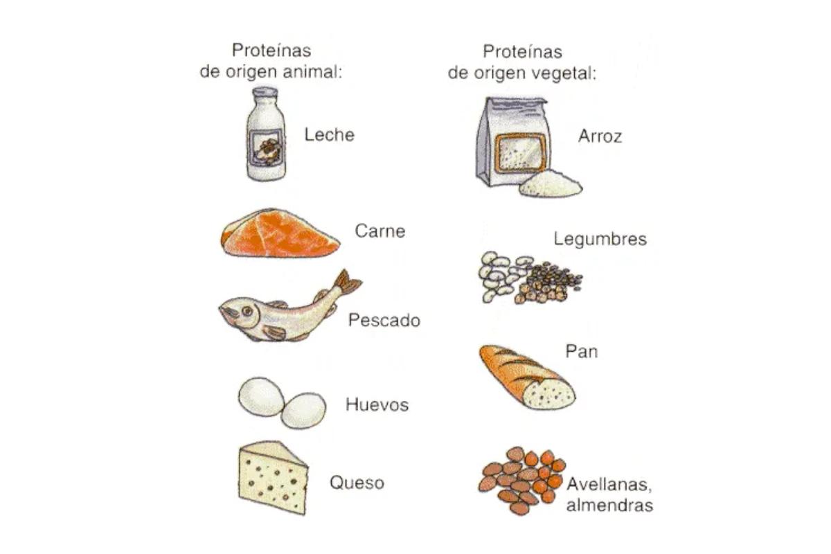 Alimentos ricos en proteínas