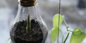 Cómo usar una bombilla para hacer un macetero