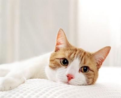 Consejos para escoger un gato como mascota