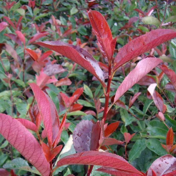 Cómo podar Photinia Roja