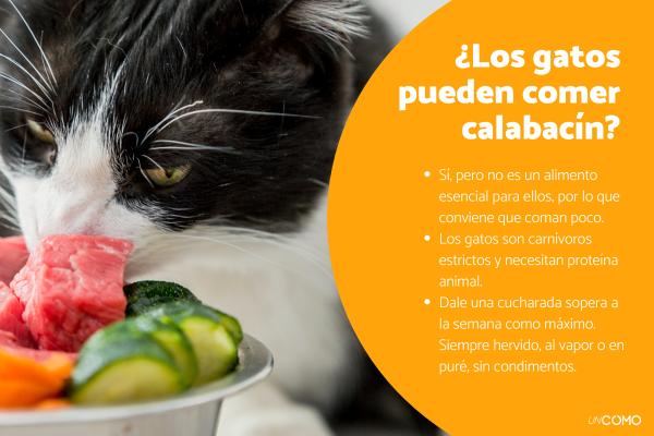 ¿Los gatos pueden comer calabacín? Descubre sus beneficios