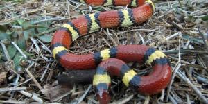 Cómo evitar serpientes en el jardín - los mejores trucos