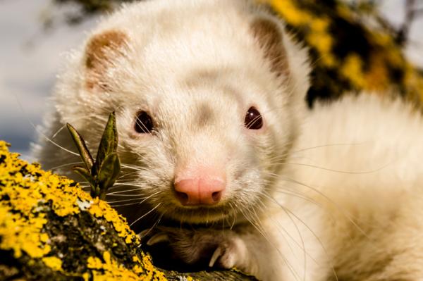 Cómo limpiar la jaula de un hurón - Paso 3