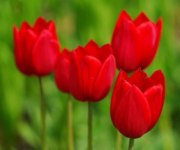 Cuál es el significado del tulipán rojo
