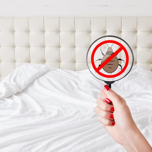 Que hacer si hay chinches en la cama - Hotellastminutes.com