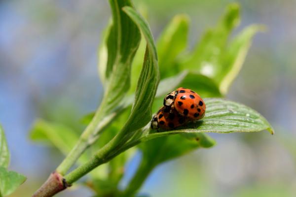 "La primavera la sangre altera": ¿es verdad este refrán? - El significado del refrán La primavera la sangre altera y cuál es su origen