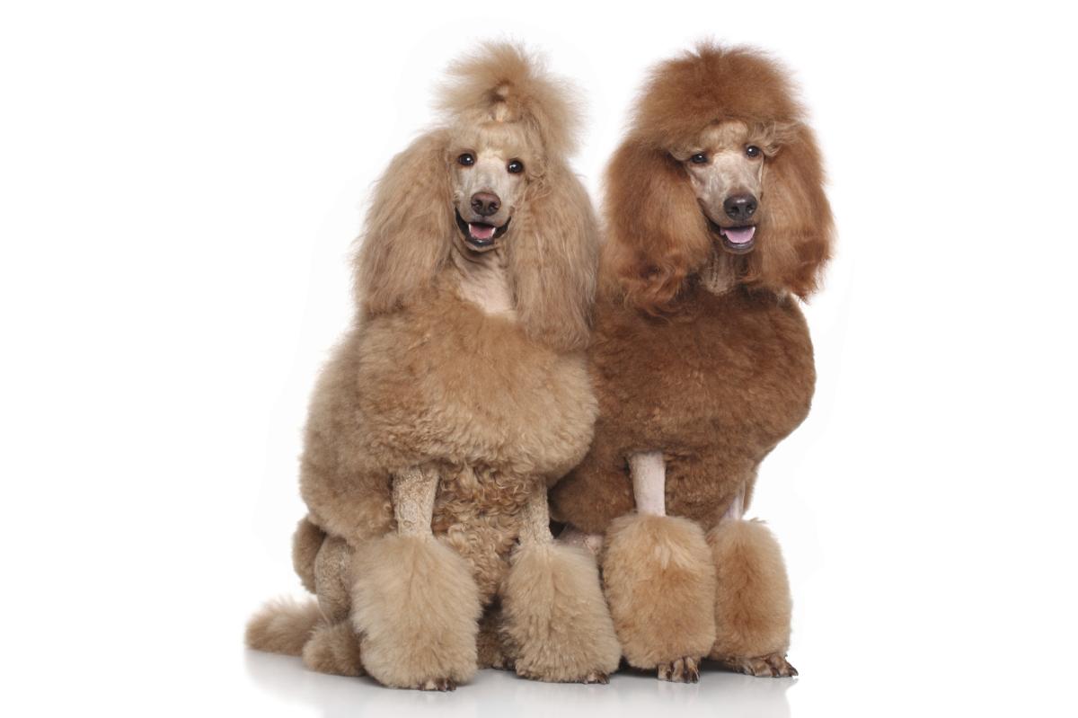 4 razas de perros medianos de pelo rizado