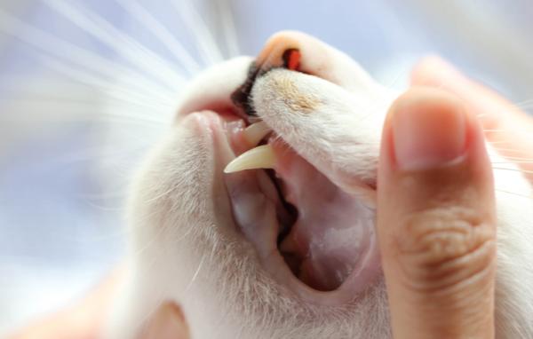 Por qué se le caen los dientes a mi gato - causas y soluciones - Pérdida de dientes en gatos: causas más comunes