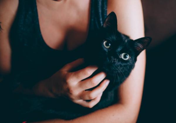 Por qué se le caen los dientes a mi gato - causas y soluciones