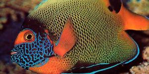 Cómo cuidar un pez ángel 