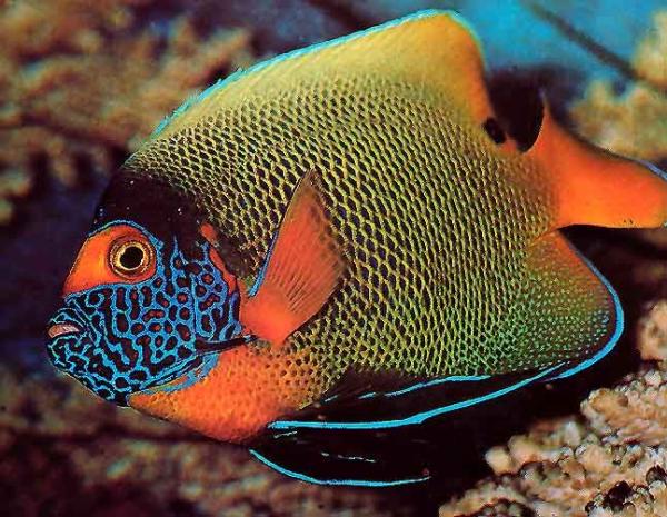 Cómo cuidar un pez ángel 