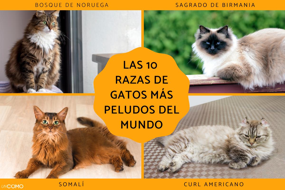 Las razas de gatos más peludos del mundo: conoce sus nombres y características