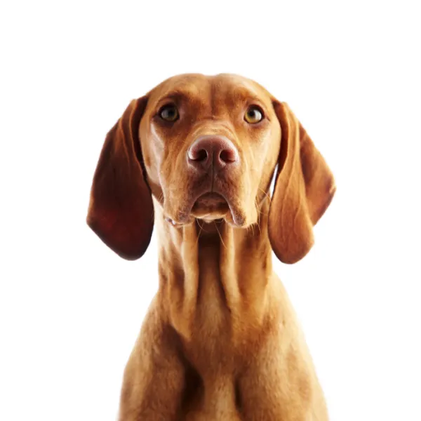 que raza de perros tienen ojos dorados