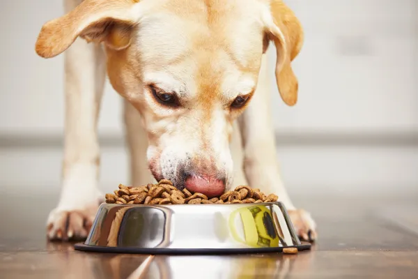 que pasa cuando un perro vomita espuma