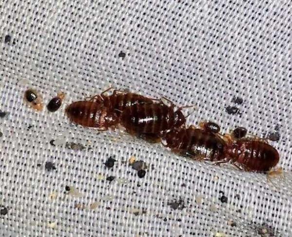 Cómo prevenir las chinches de cama