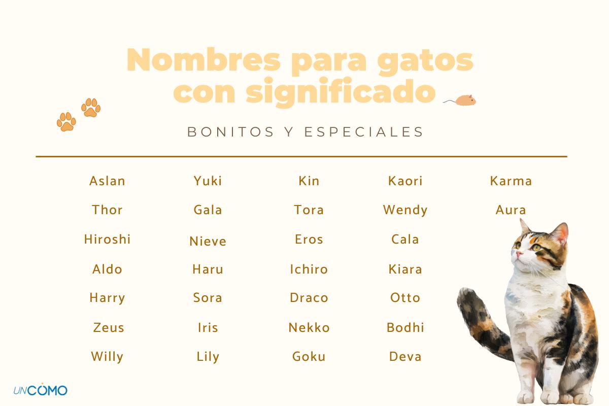 Los nombres para gatos con significado más bonitos y especiales