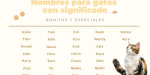 Los nombres para gatos con significado más bonitos y especiales