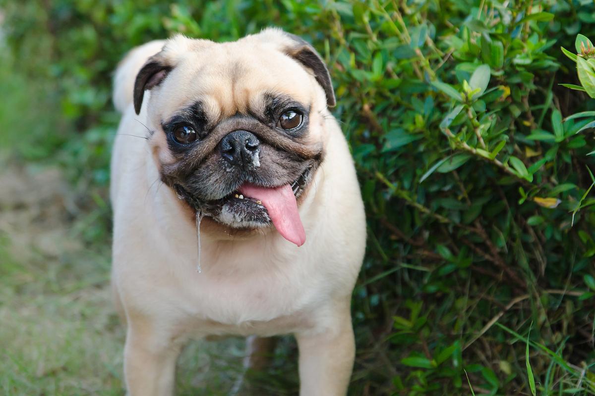 Mi perro vomita espuma blanca, ¿por qué?