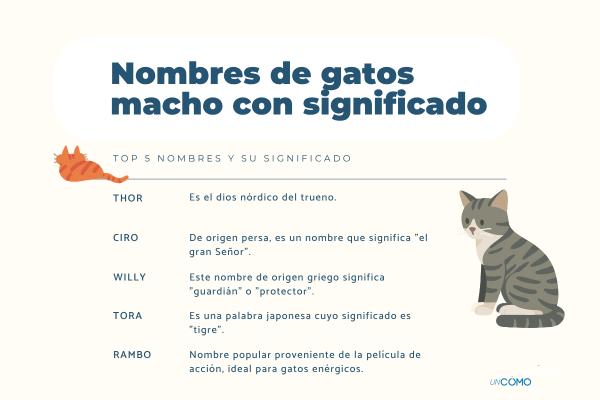Los nombres para gatos con significado más bonitos y especiales - Nombres de gatitos macho con significado