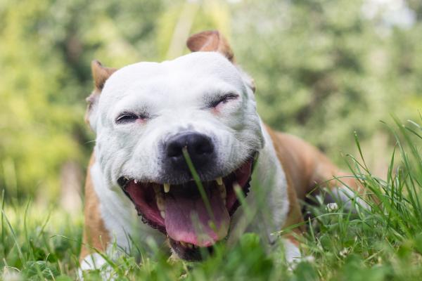 Mi perro vomita espuma blanca, ¿por qué? - Por qué mi perro vomita saliva blanca y no puede respirar