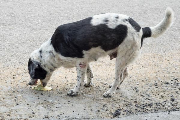 Porque Mi Perro Vomita Espuma Blanca Y Amarilla Mi perro vomita espuma blanca, ¿por qué? - Descubre cuáles son las