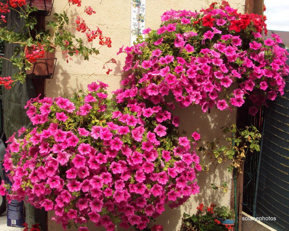 Cómo cuidar las surfinias