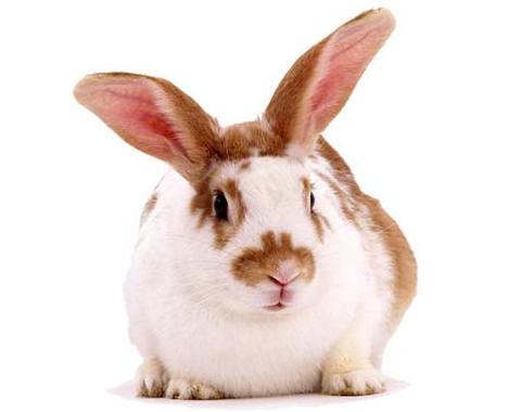 Cómo se comporta mi conejo según la edad que tenga