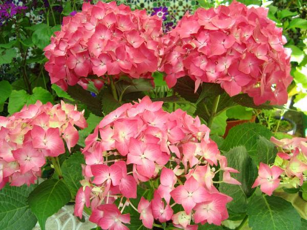 Cómo secar hortensias - Paso 1