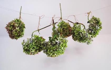 Cómo secar hortensias - Paso 4