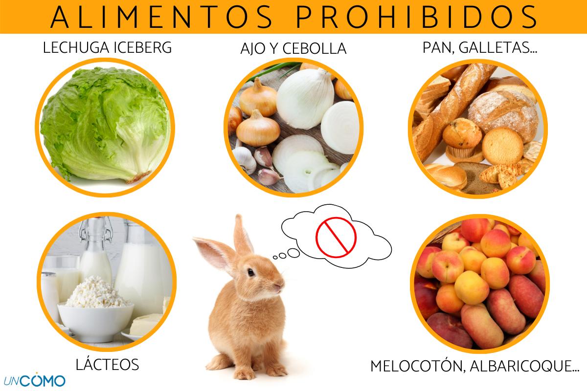 Qué no pueden comer los conejos