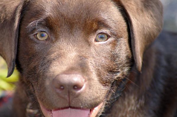 Cómo interpretar las miradas de mi perro