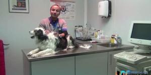 Cómo son los microchips de perros y gatos