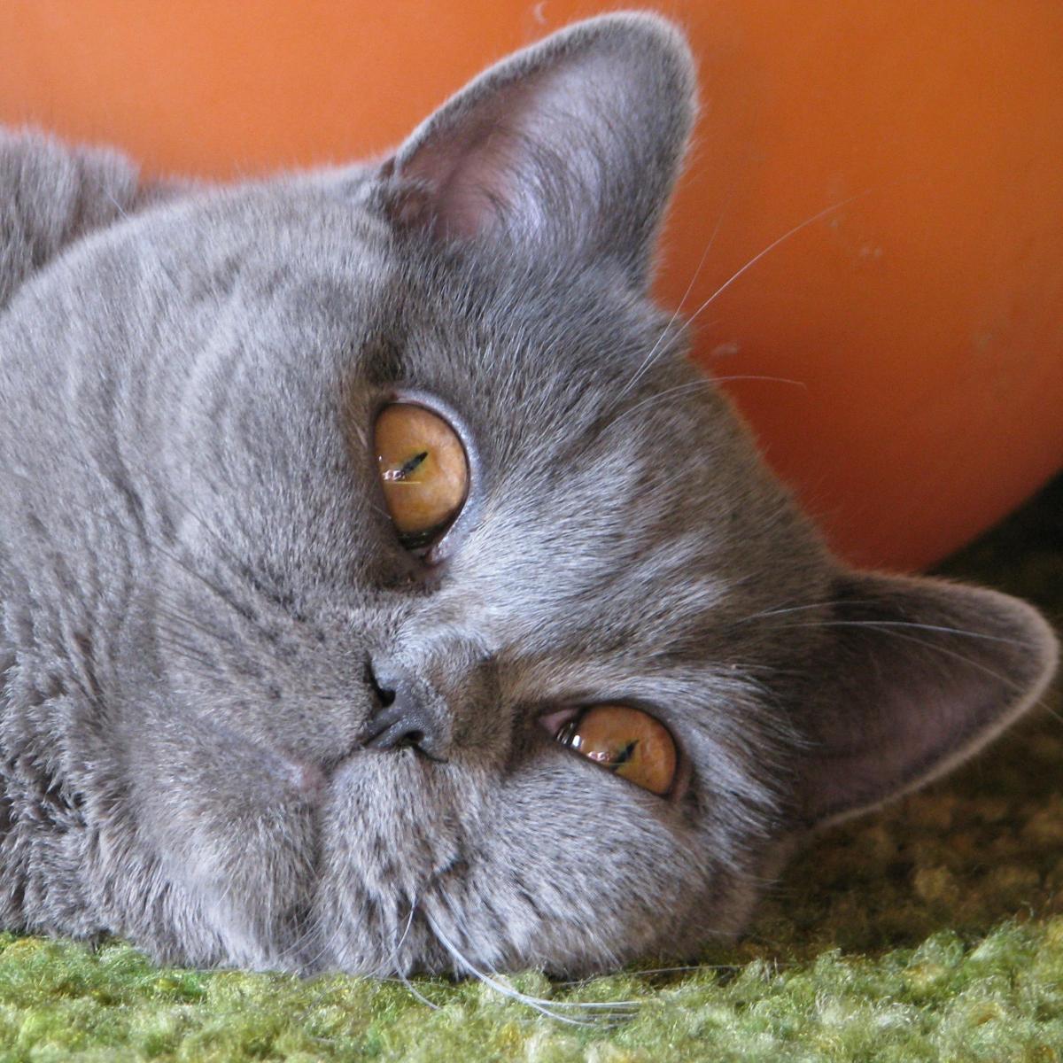 Cómo saber si tu gato es obeso