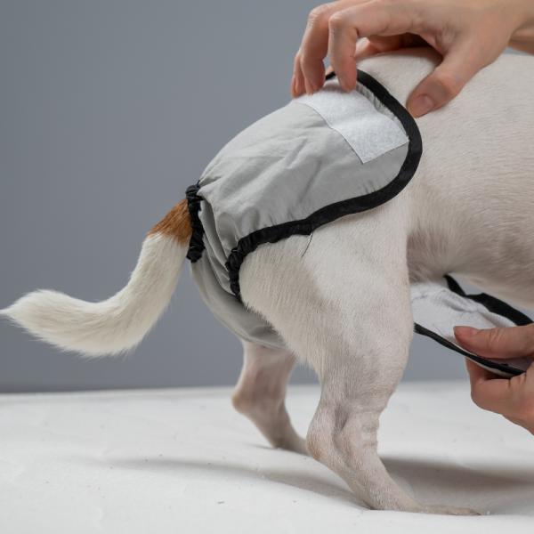 cuanto dura el primer celo de un perro