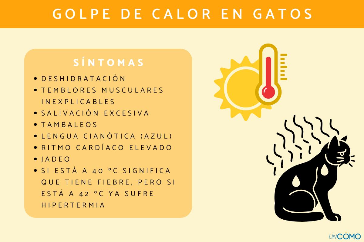 Golpe de calor en gatos: síntomas y qué hacer