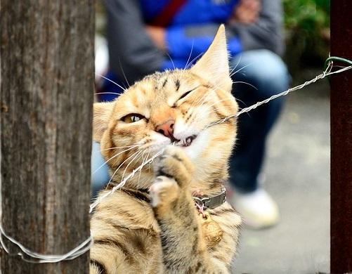 Cuántos años vive un gato