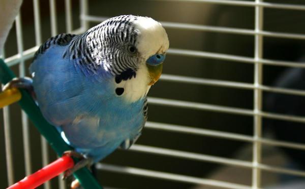Cómo entrenar un periquito