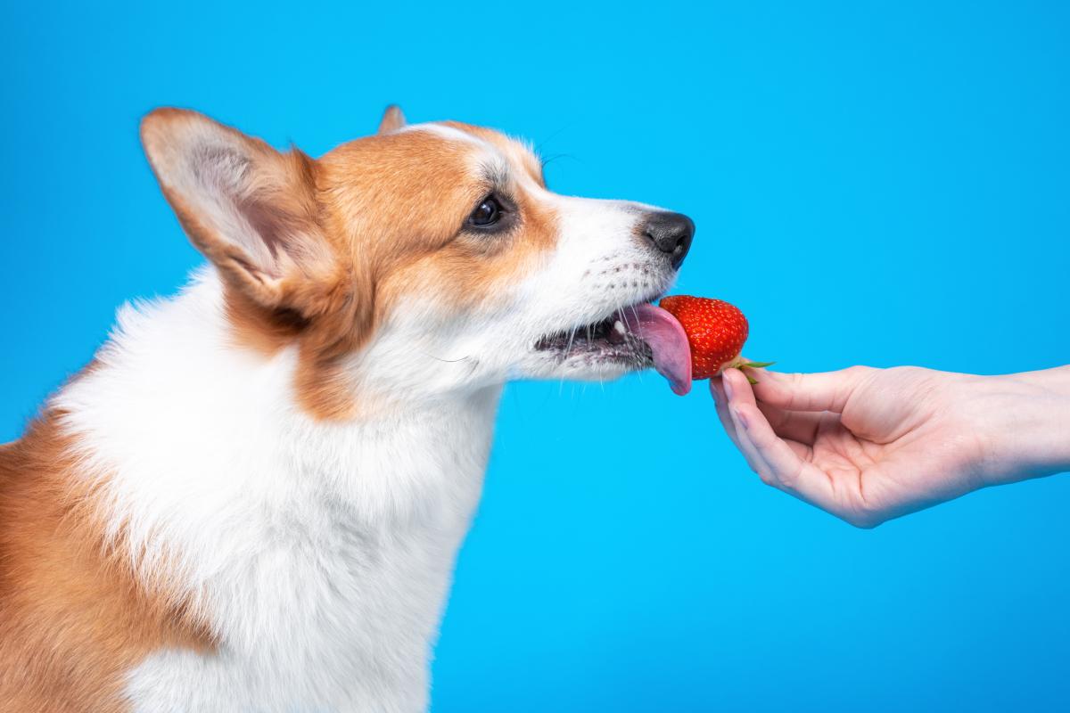 ¿Los perros pueden comer fresas?