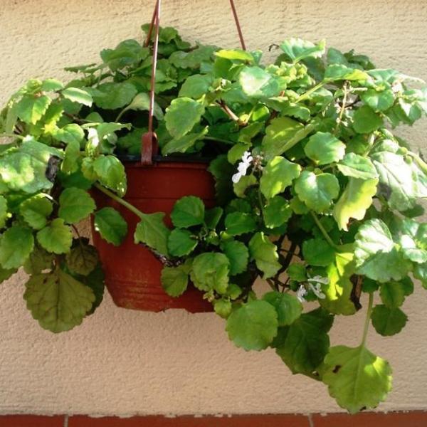 Cómo cuidar la planta del dinero - 6 pasos