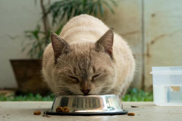 ¿Los gatos pueden comer espinacas? Conoce sus beneficios y cómo dárselas - ¿Cómo dar espinacas a los gatos de forma segura?