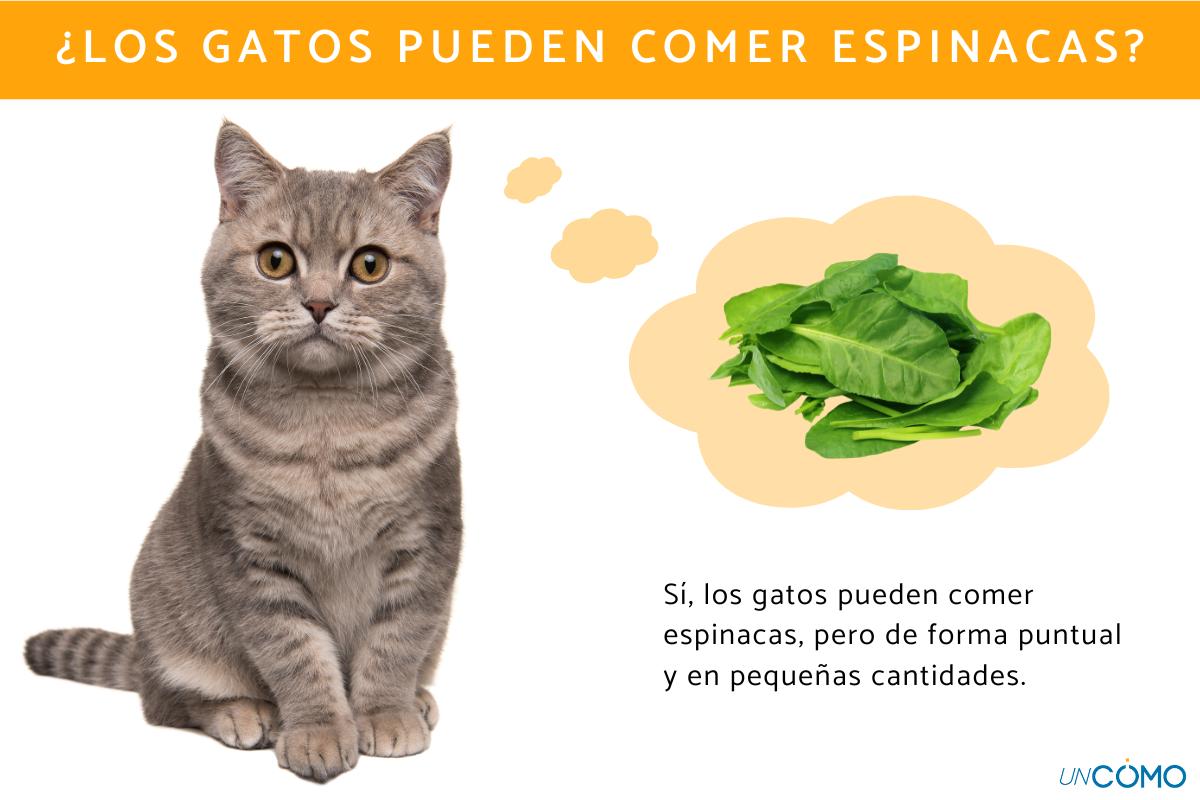 ¿Los gatos pueden comer espinacas? Conoce sus beneficios y cómo dárselas