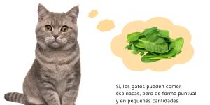 ¿Los gatos pueden comer espinacas? Conoce sus beneficios y cómo dárselas