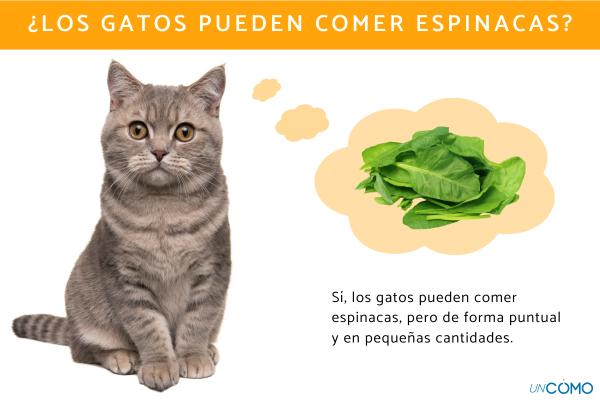 ¿Los gatos pueden comer espinacas? Conoce sus beneficios y cómo dárselas