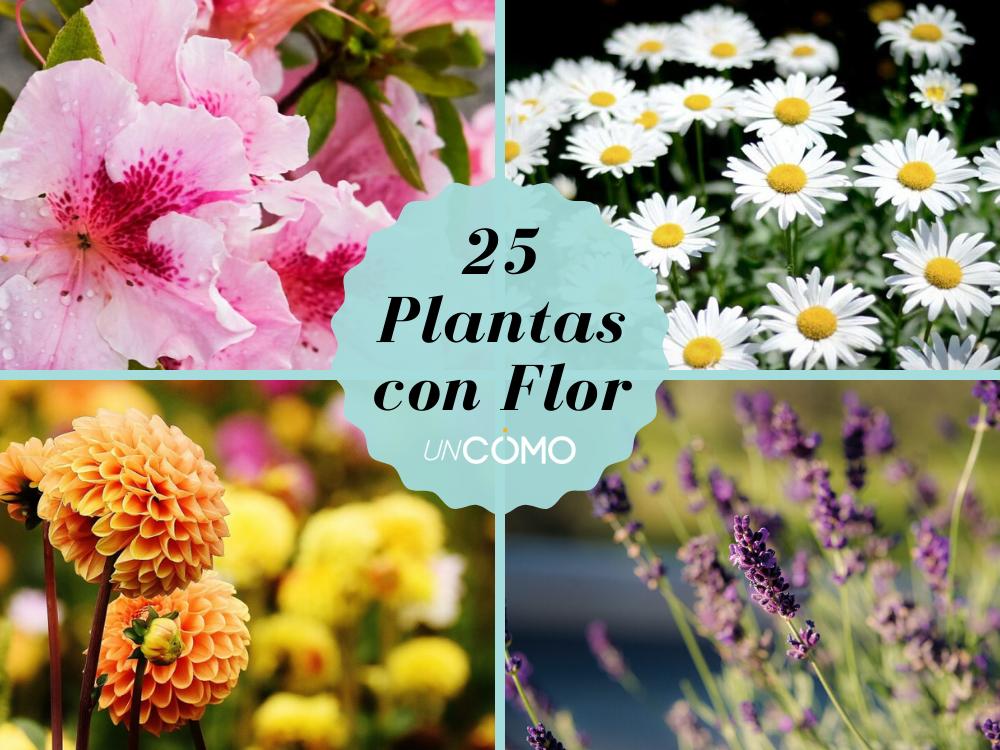 3 Plantas Con Flores