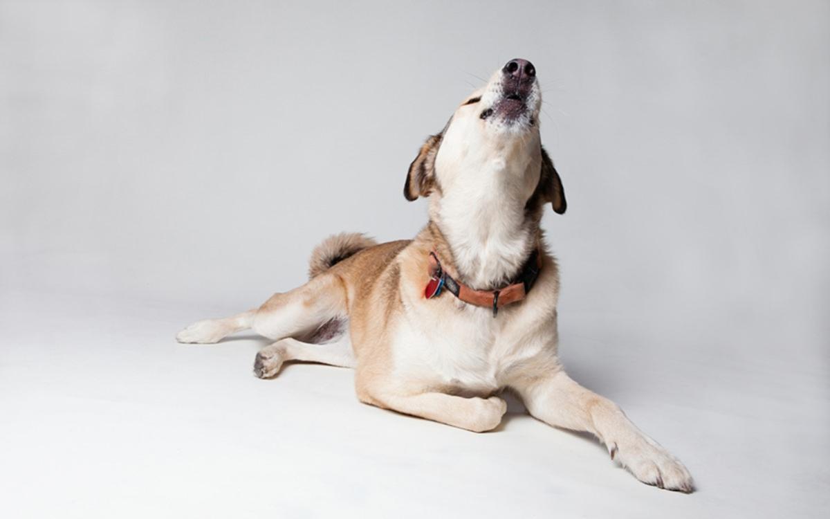 Por qué mi perro aúlla cuando me voy