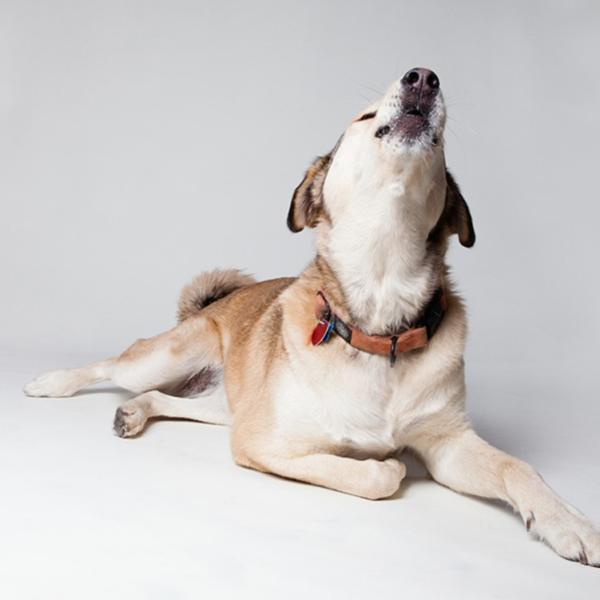 como saber cuando un perro esta llorando